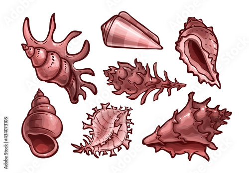 Seashells set. Marine animal shells, cartoon art