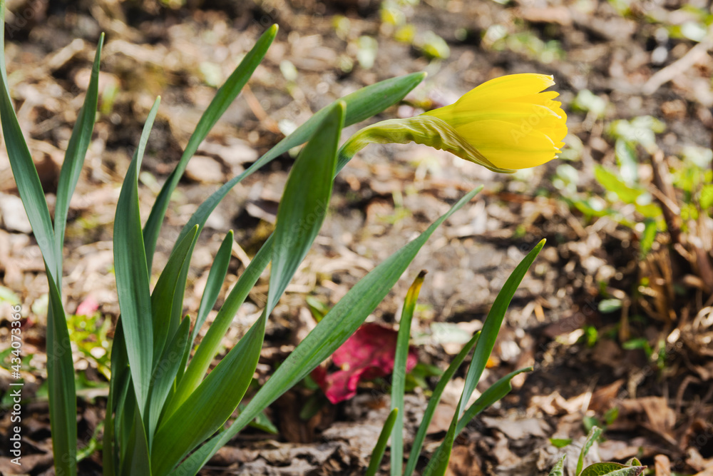 Fototapeta premium A bud of yellow daffodil will soon bloom in the garden