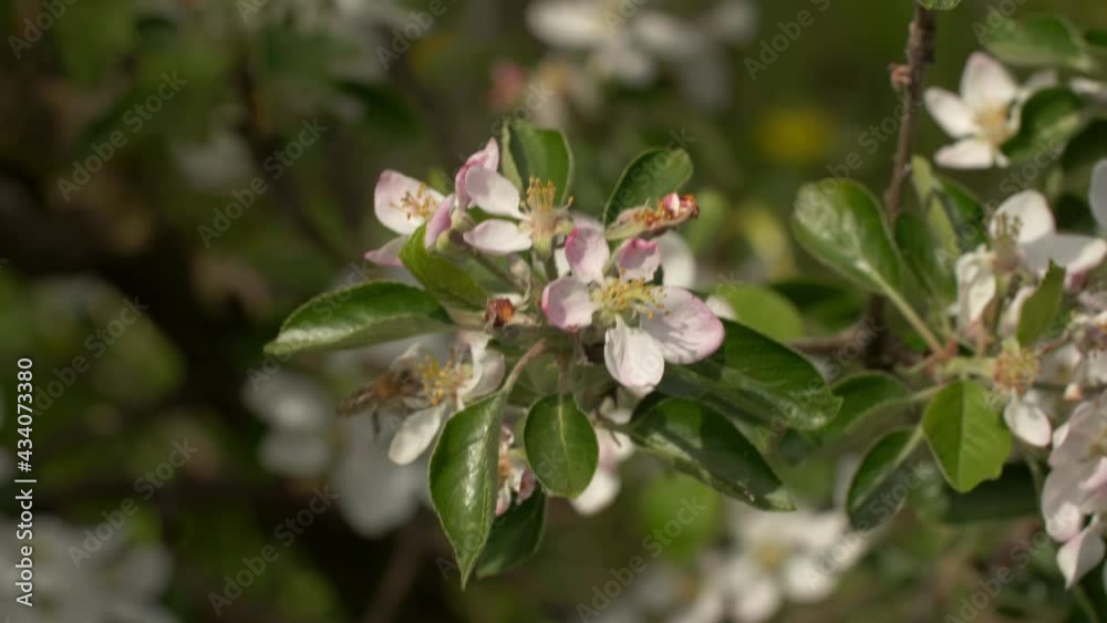 Bee on a white flower on a tree. Bee picking pollen from apple flower. Bee on apple blossom. Honeybee collecting pollen at a white flower blossom.