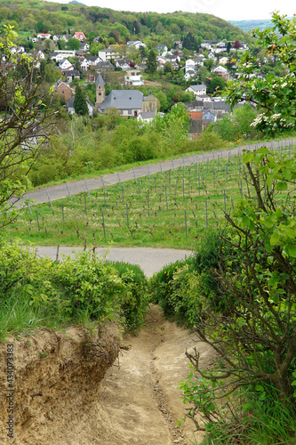 Vertical shot of vineyards and the village Oberdollendorf near Koenigswinter, Germany photo