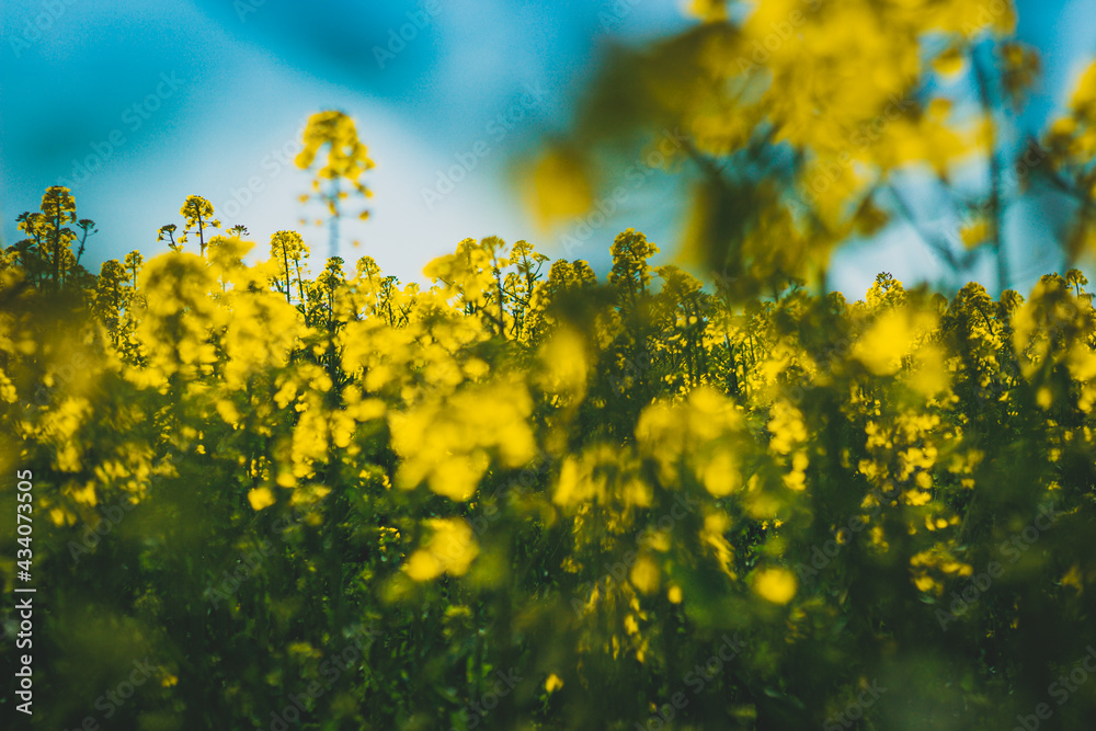 Obraz premium abstract photo of blooming rapeseed flowers