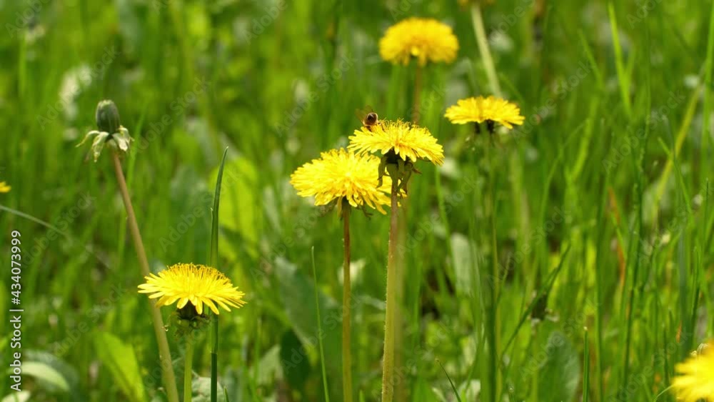 Closeup view of beautiful sunny blooming scenic spring meadow with many bright yellow dandelions. A bee sitting on a dandelion. Seasonal natural scene Closeup view of beautiful sunny blooming scenic spring meadow with many bright yellow dandelions. A bee sitting on a dandelion. Seasonal natural scene