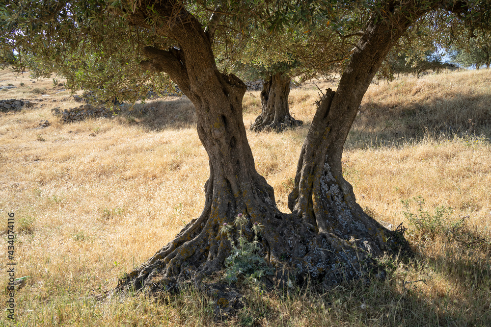 Olive Trees in Israeli Summer
