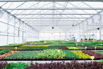Various potted plants and flowers in greenhouse in garden center, small business.