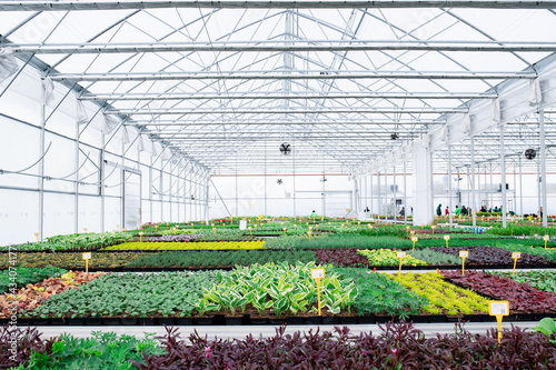 Various potted plants and flowers in greenhouse in garden center, small business. photo