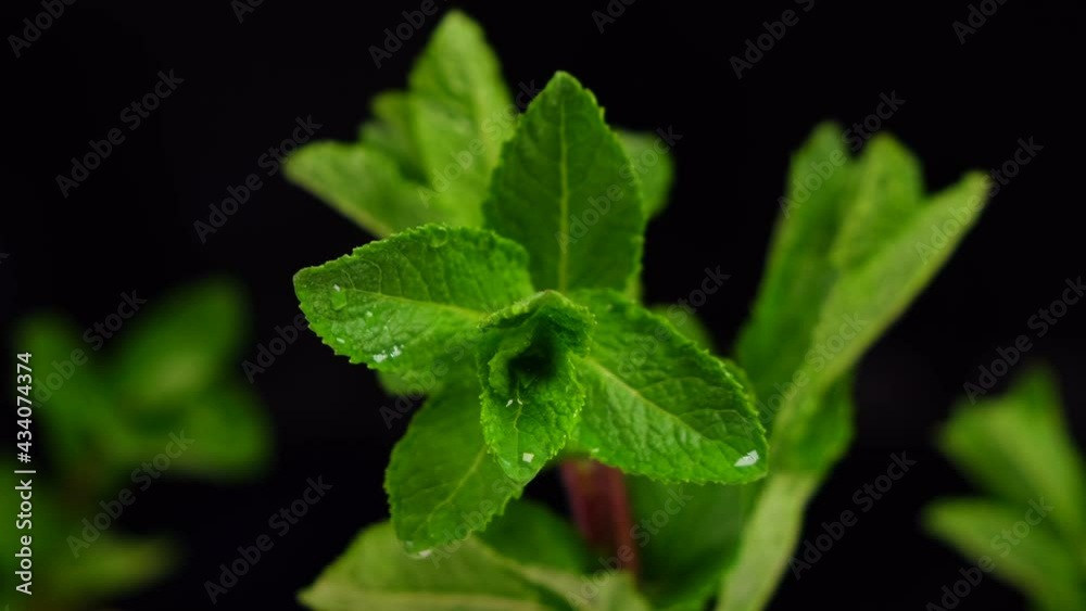 wet mint leaves with dripping drops on black background wet mint leaves with dripping drops on black background
