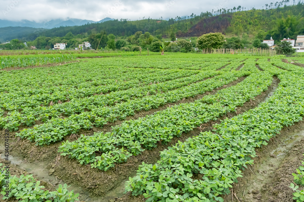 rows of planted vegetable in a village