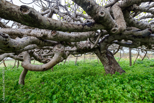elongated arms of fig, Formentera, Pitiusas Islands, Balearic Community, Spain