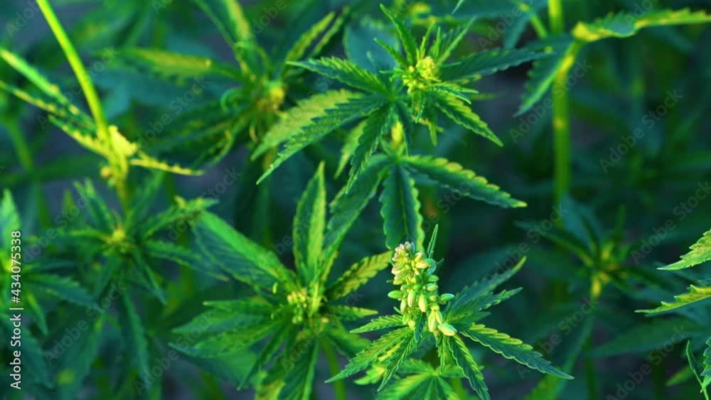 Hemp Cannabis Sativa With Flower Buds During Sunset On Countryside Fields. - Close Up Shot Hemp Cannabis Sativa With Flower Buds During Sunset On Countryside Fields. - Close Up Shot
