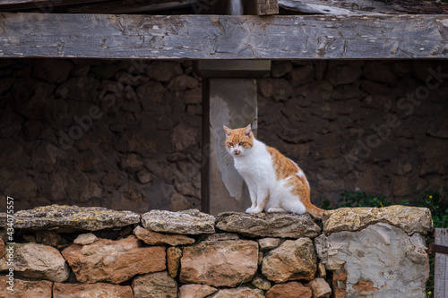 cat on the wall, green route Cala Saona, Formentera, Pitiusas Islands, Balearic Community, Spain photo