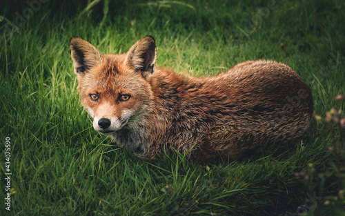 Red fox taking a rest in the morning sunshine, wet grass on a spring morning.