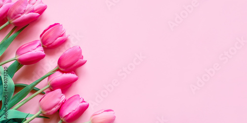 Fototapeta Naklejka Na Ścianę i Meble -  Fresh tulip flowers on a pink background. Bright spring background. Copy space for text.
