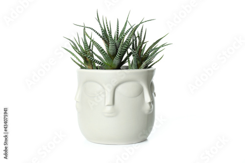 Buddha pot with plant isolated on white background