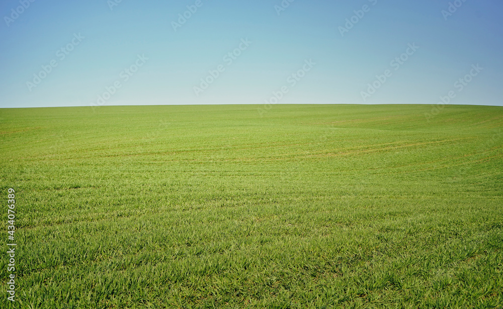 поле трава и небо