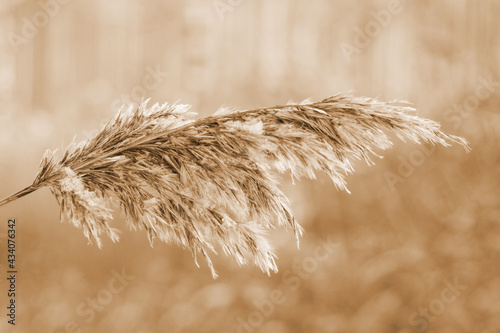 Dry beige reed. Golden pampas grass sways in the wind in the sun in winter. Beautiful abstract nature trend background. Minimal concept. Closeup #434076342