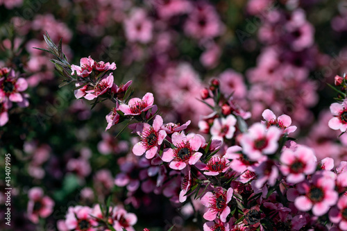 Flowers of a Leptospermum scoparium, commonly called , manuka, manuka myrtle, New Zealand teatree, broom tea-tree, or just tea tree. This plant is native to Australia and New Zealand.