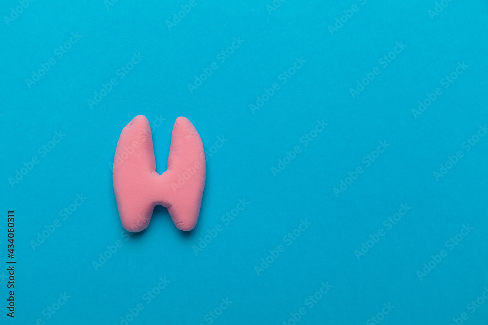 Human thyroid gland on blue. Treatment and prevention of the endocrine system. Symptoms of the disease and inflammation. Copy space for text. Human thyroid gland on blue. Treatment and prevention of the endocrine system. Symptoms of the disease and inflammation. Copy space for text.