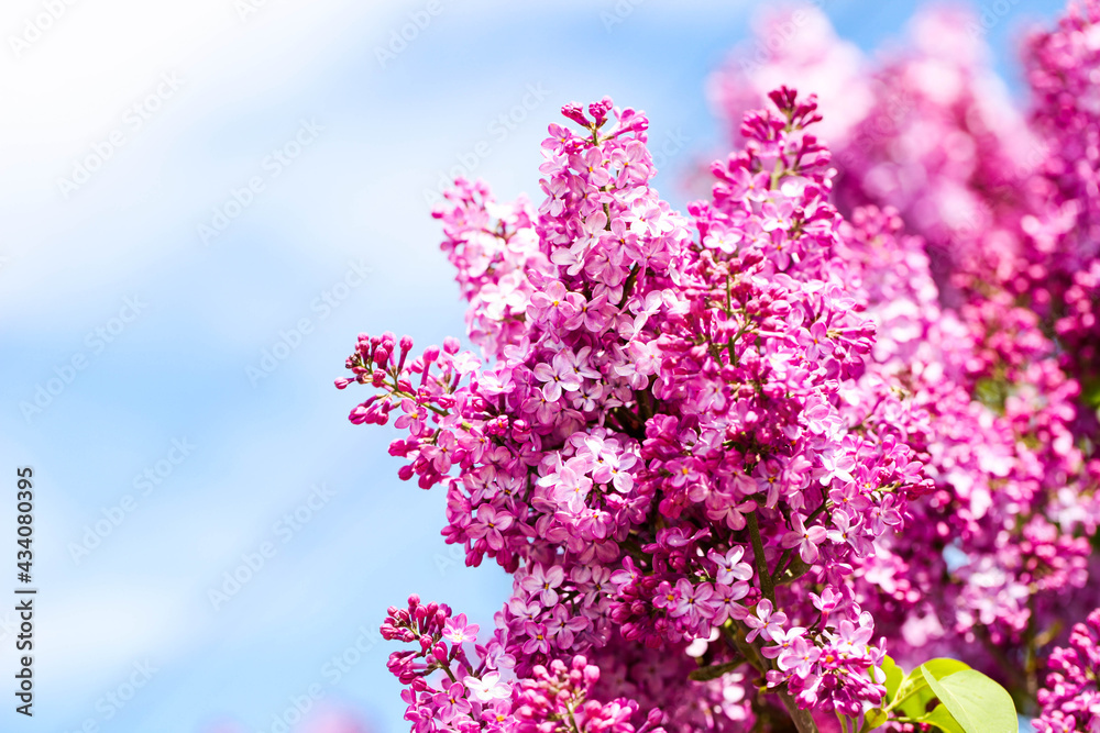 branches of lilac