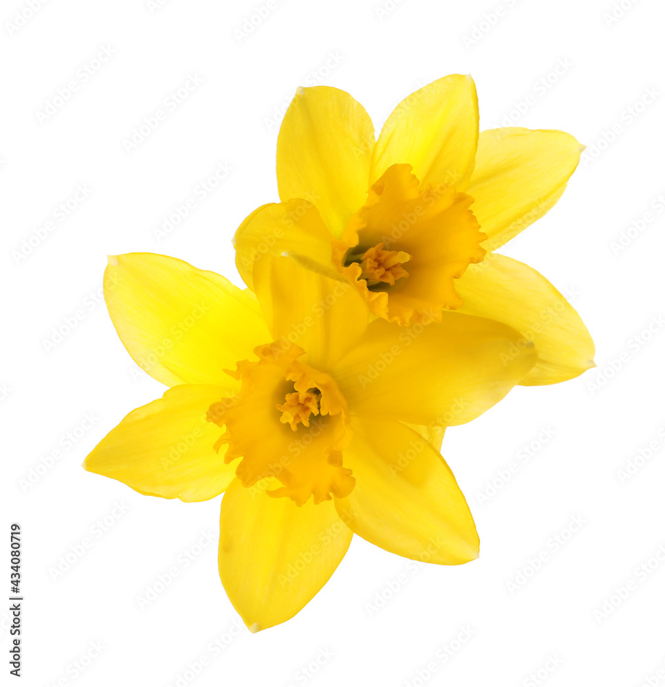 Beautiful blooming yellow daffodils on white background Beautiful blooming yellow daffodils on white background