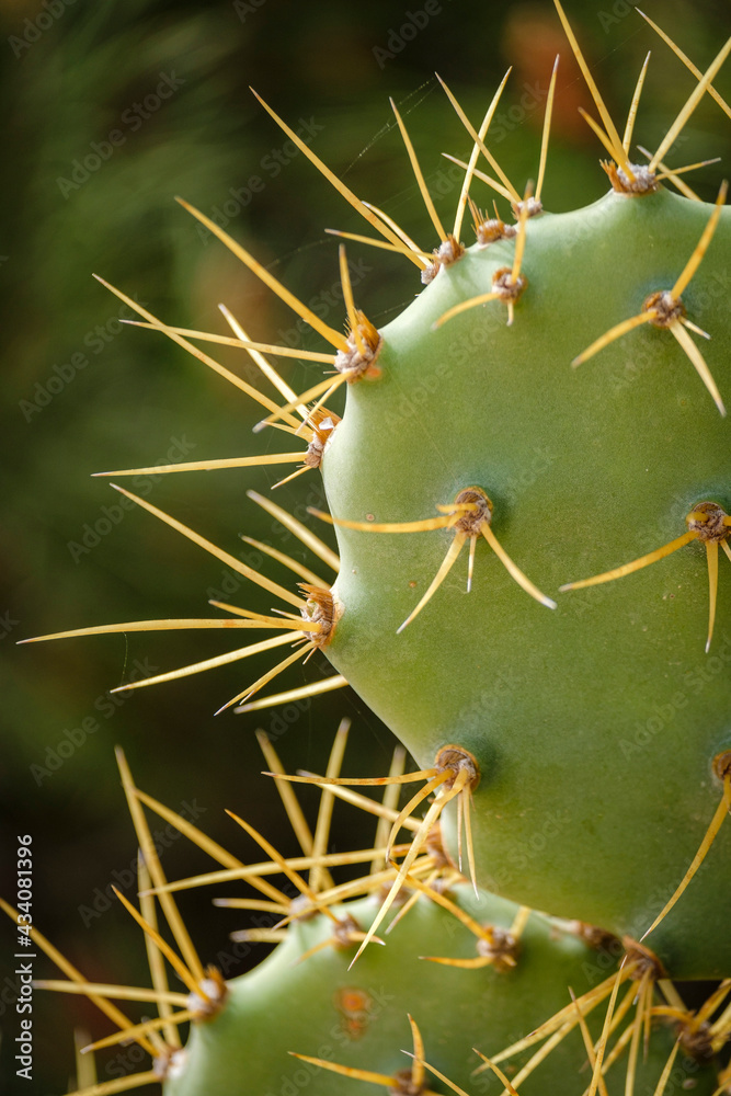 cactus, Formentera, Pitiusas Islands, Balearic Community, Spain