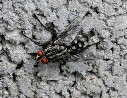 Fleischfliege ( Sarcophagidae) auf einer Betonwand photo