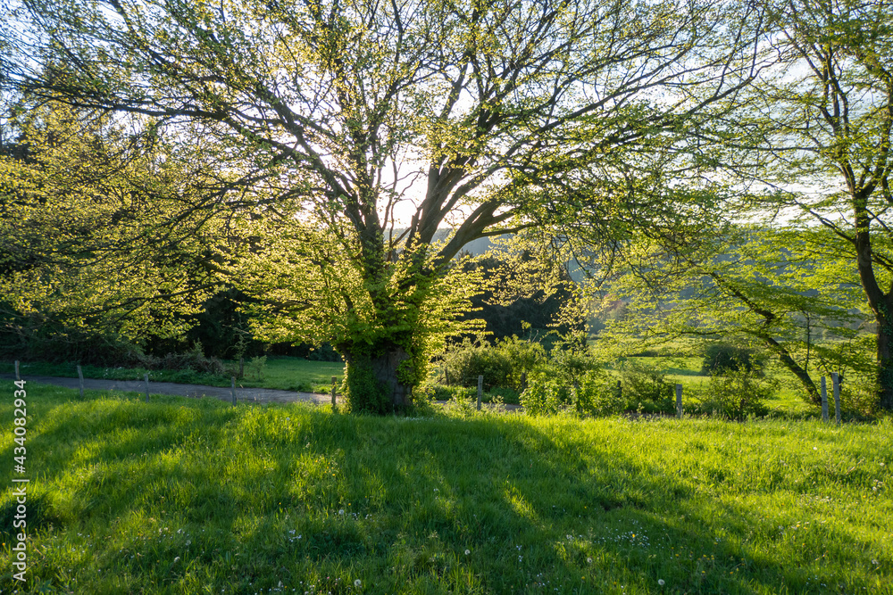 Wunderschöne Frühlingslandschaft am Karmalitinnen Kloster in Zweifall