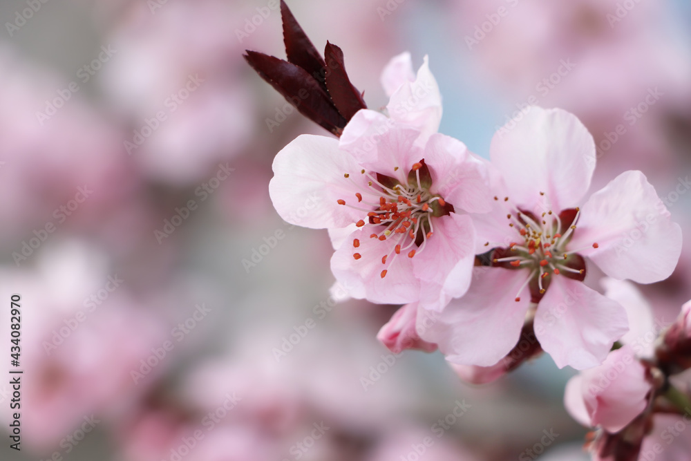 Fototapeta premium Amazing spring blossom. Closeup view of cherry tree with beautiful pink flowers outdoors, space for text