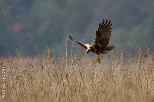 Western marsh harrier in the sky on the west coast in Sweden