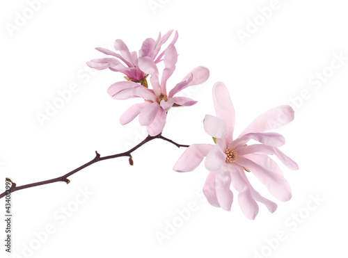 Magnolia tree branch with beautiful flowers isolated on white