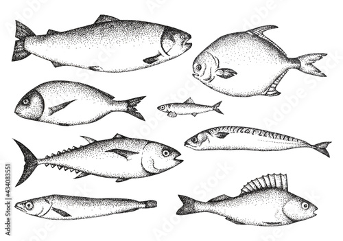 Set with fishes drawn by graphics. Suitable for menus, postcards and fish shops