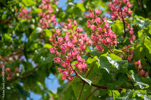  Blooming Kyiv pink spring chestnut tree