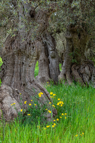 centenary olive trees of Alqueria d  Avall  Bunyola  Mallorca  Balearic Islands  Spain