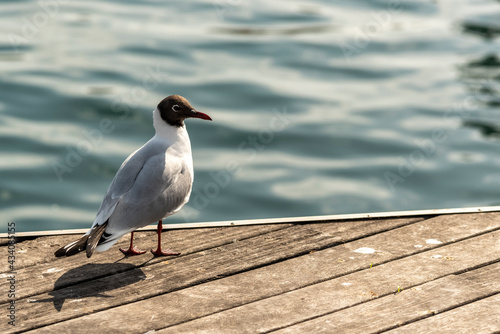 Laughing gull (Chroicocephalus ridibundus) in the port of Barcelona, Spain.