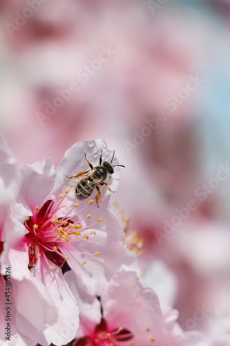 Honey bee collecting pollen from spring blossom, closeup. Cherry tree flowers with dew in morning
