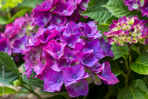violet hortensia flowers in the garden