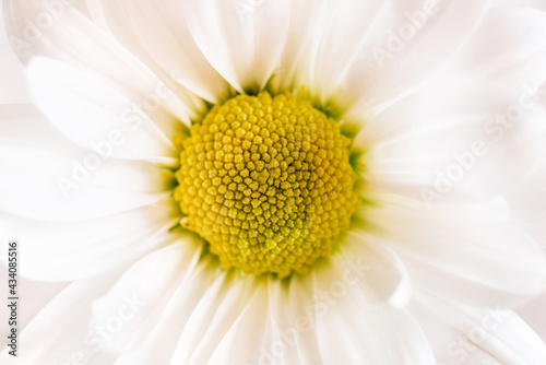 A delicate chamomile flower in soft focus.