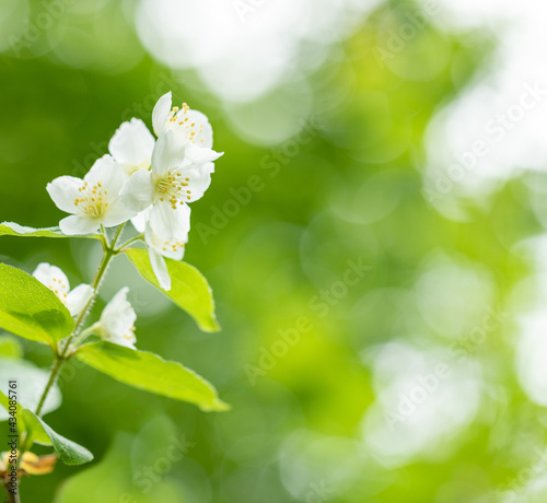 Blossoming jasmine branch with white flowers on blurred natural yellow-green bokeh background close-up.