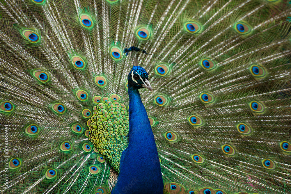 Naklejka premium Pfau Portait