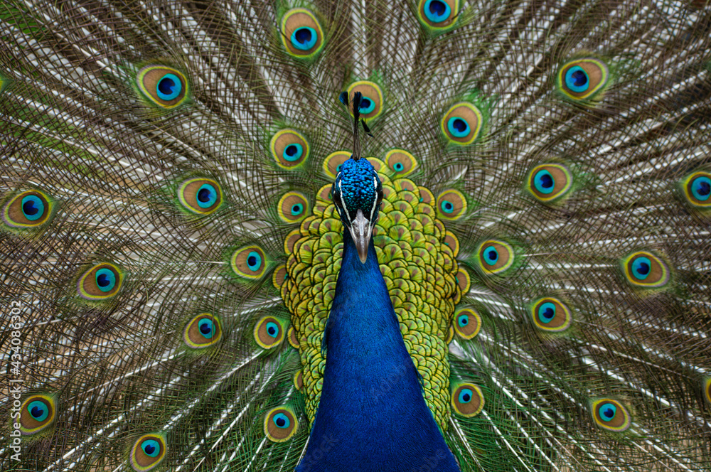 Naklejka premium Pfau Portait