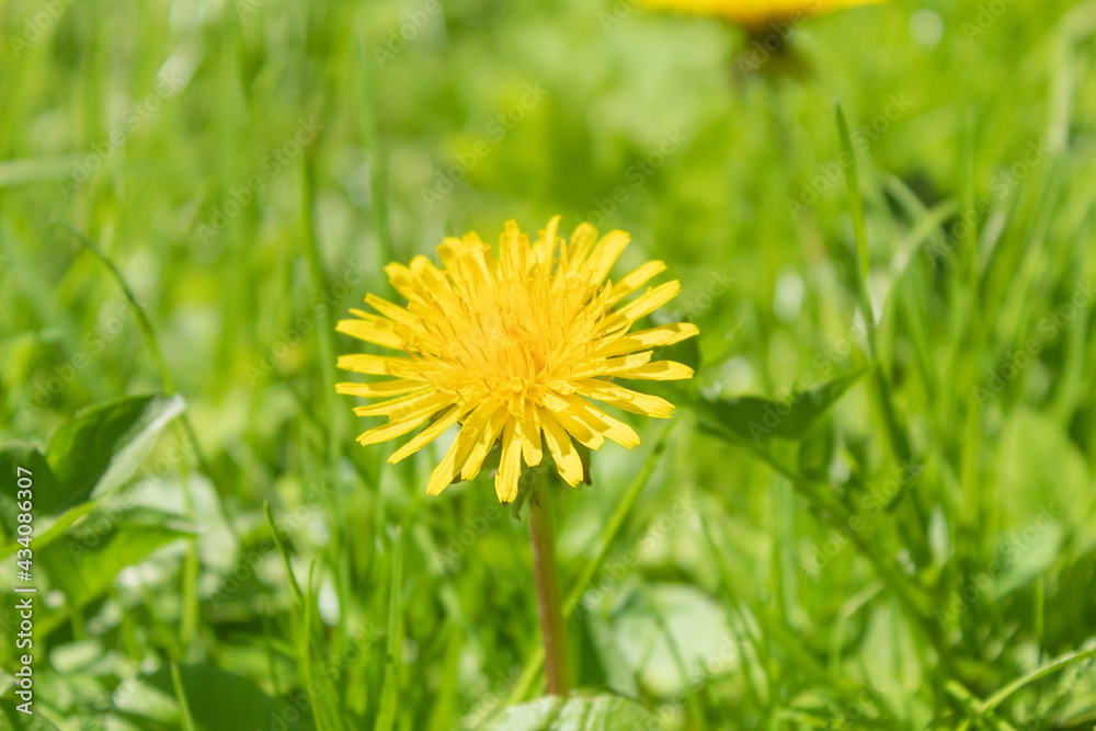 Yellow young dandelion and succulent, green grass Yellow young dandelion and succulent, green grass