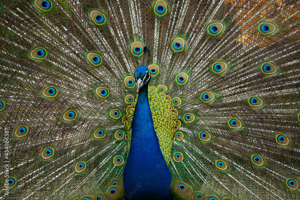 Fototapeta premium Pfau Portait