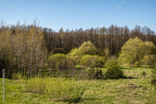 Forest by the river on a sunny day in spring