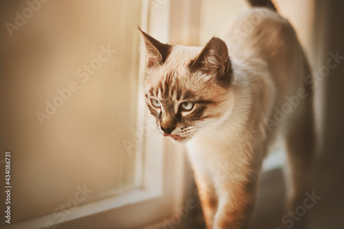 Cute striped Thai kitten stands on the windowsill near the window and looks, licking. A pet. Selective focus.