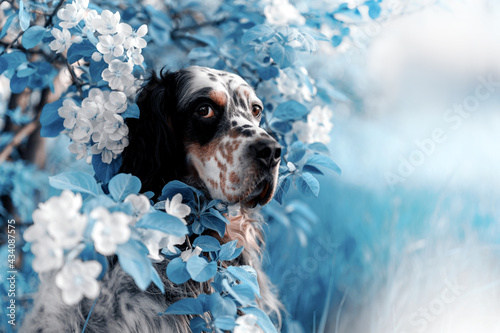 English setter in flowers in blue