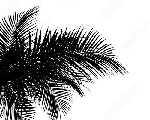 Silhouette of beautiful palm leaves on white background