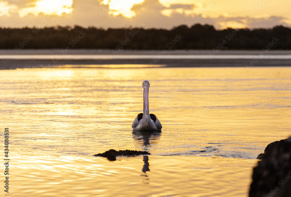 Pelican Swimming on the Water at Sunset Time in Noosa, Queensland, Australia. Nature Concept
