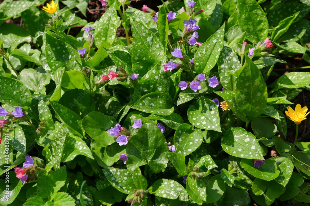 Beautiful purple flowers. Plants. Nature. Beautiful purple flowers. Plants. Nature.