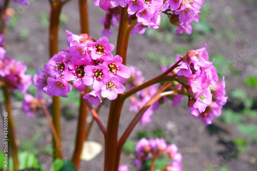 Pink flower. Flower Name: Candelabrum Primula