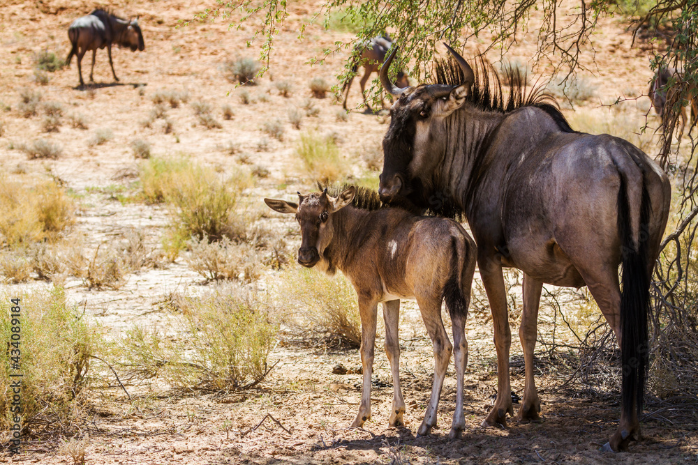 Blue wildebeest mother and calf in Kgalagadi transfrontier park, South Africa; Specie Connochaetes taurinus family of Bovidae