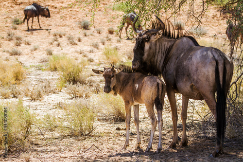 Blue wildebeest mother and calf in Kgalagadi transfrontier park  South Africa  Specie Connochaetes taurinus family of Bovidae